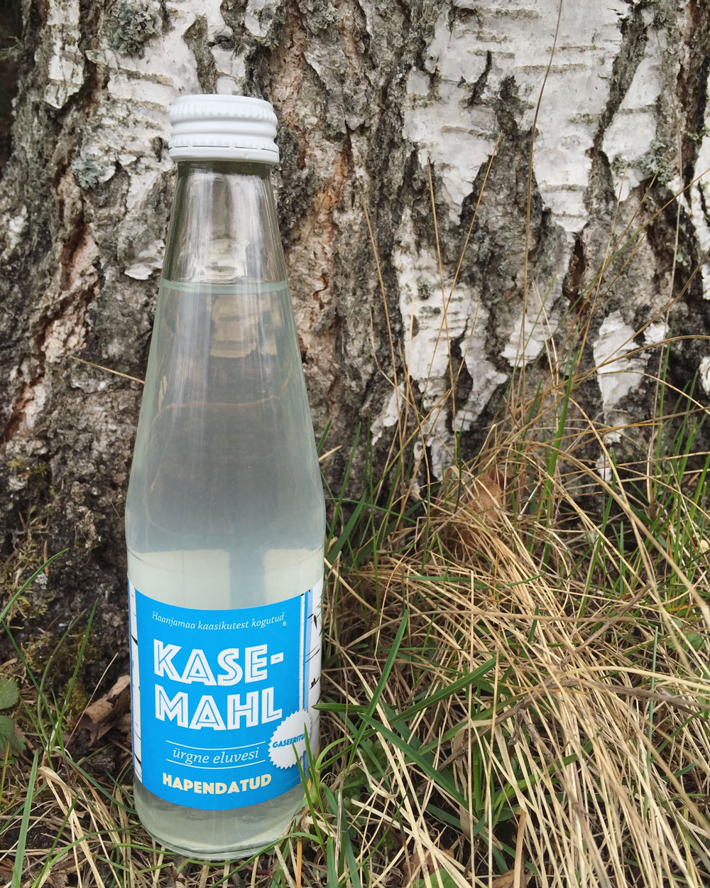 Fermenteeritud kasemahl